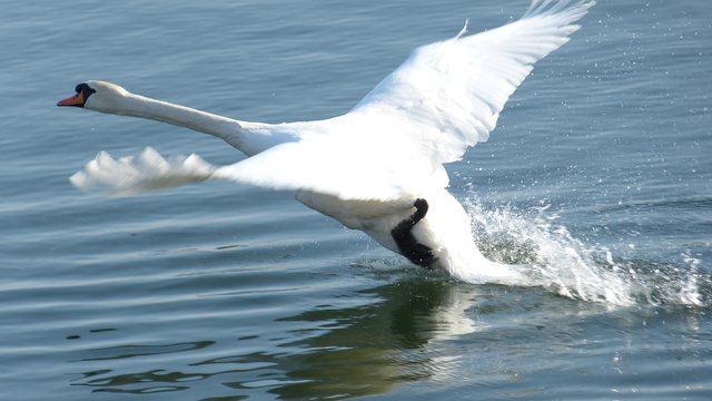 Schwan auf der Flucht