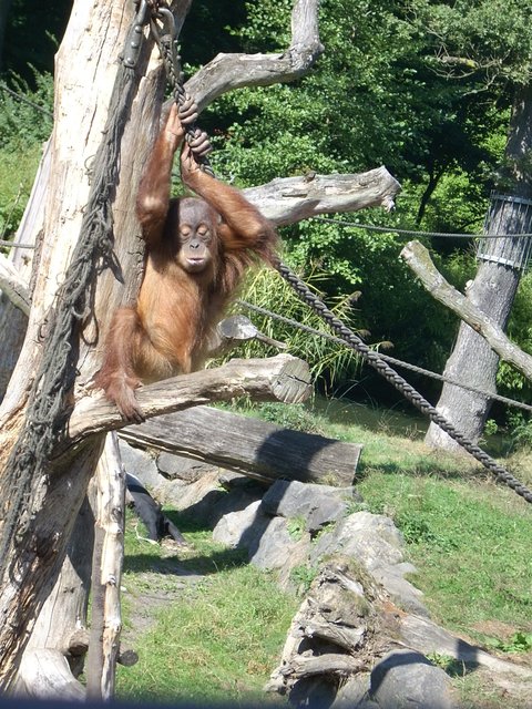 Baby Gorilla