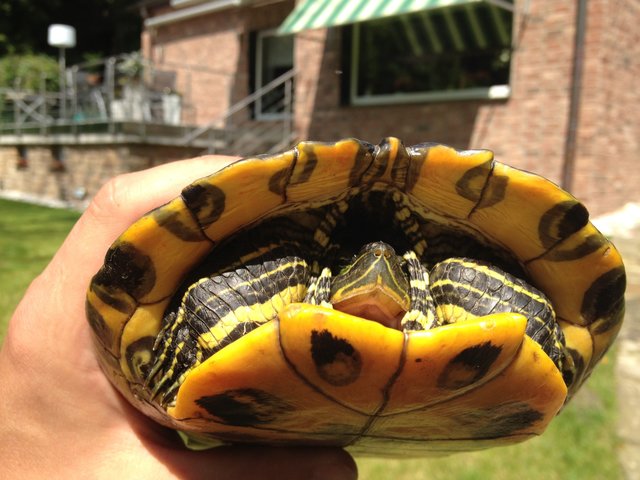 Schildkröte zu Besuch