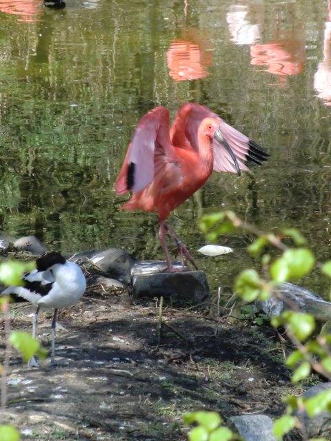 Flamingo