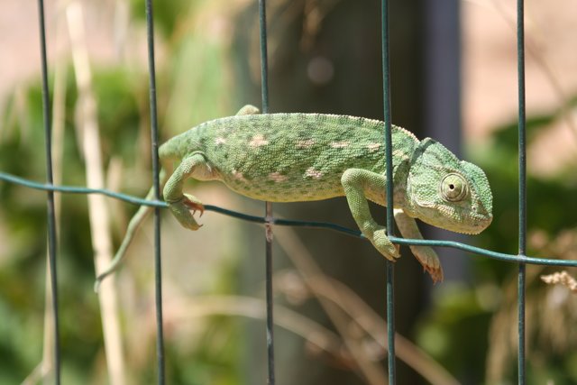 Chamäleon im Gartenzaun