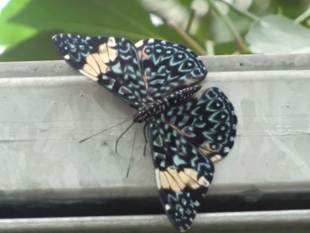 Schmetterling