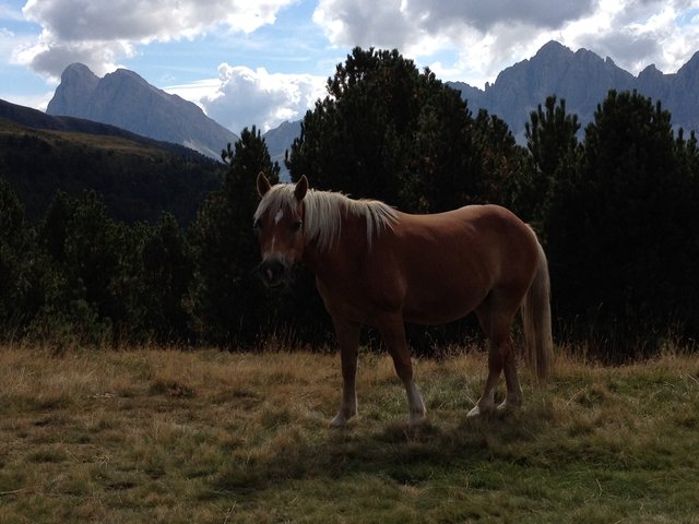 Haflinger