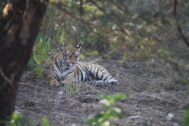 Tiger in Indien