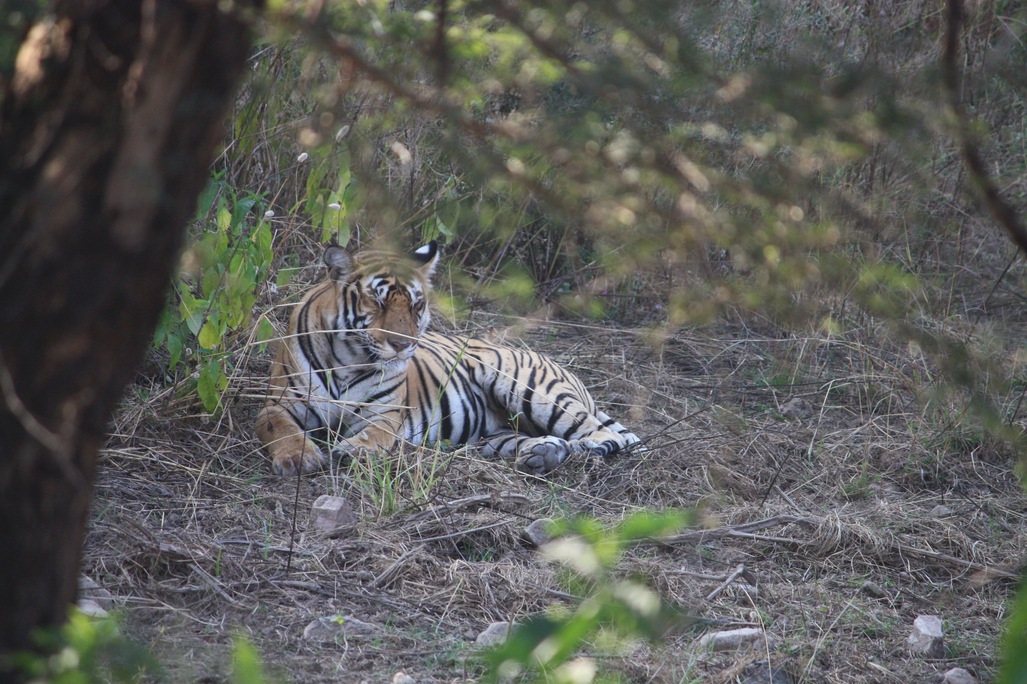 Tiger in Indien