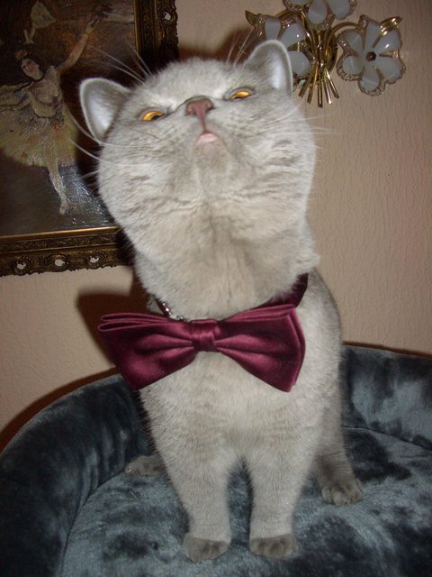 Konzertkater Farinelli
