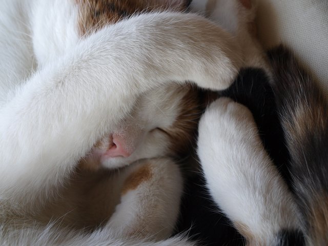 entspannte Katze