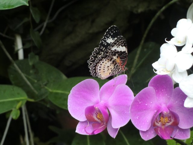 Schmetterling