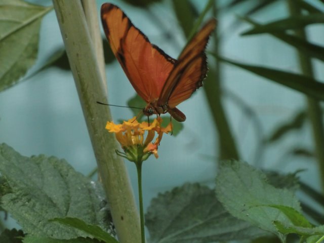 Schmetterling