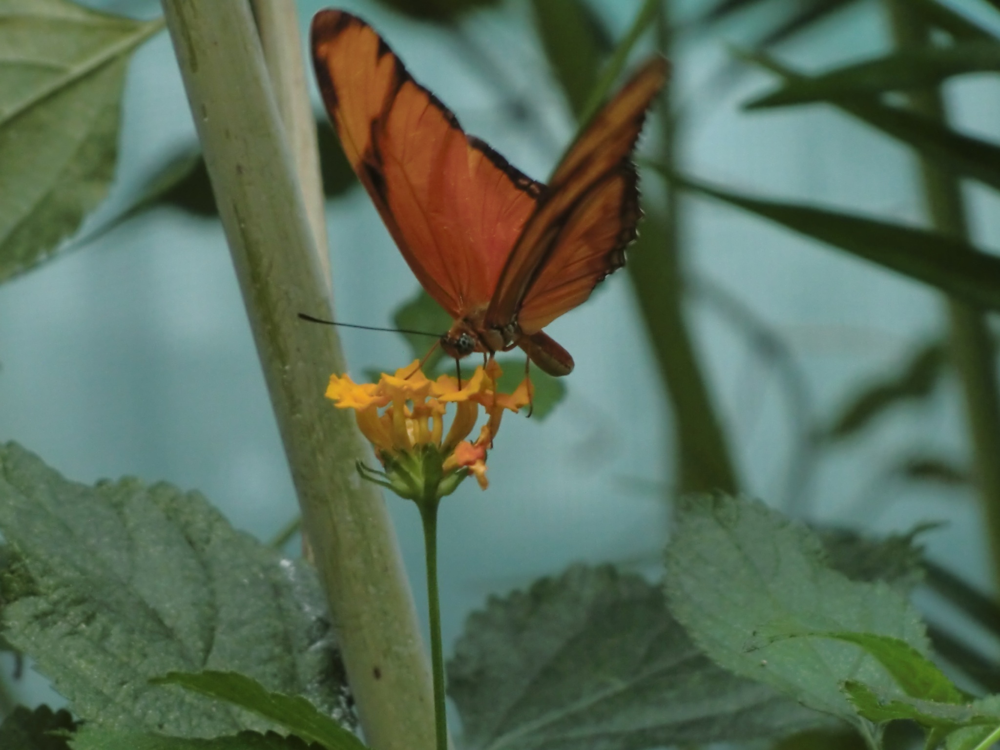 Schmetterling