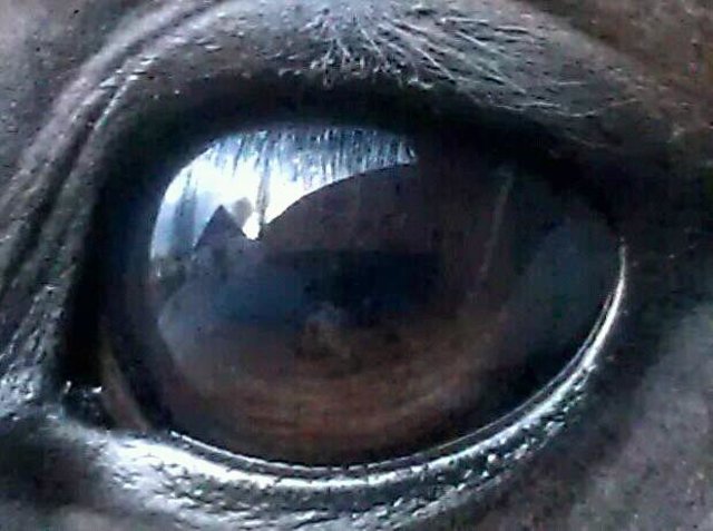 Schau mir in die Augen Kleiner