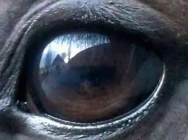 Schau mir in die Augen Kleiner