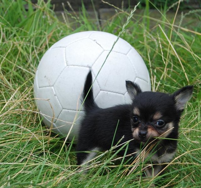 Mein Ball . . .