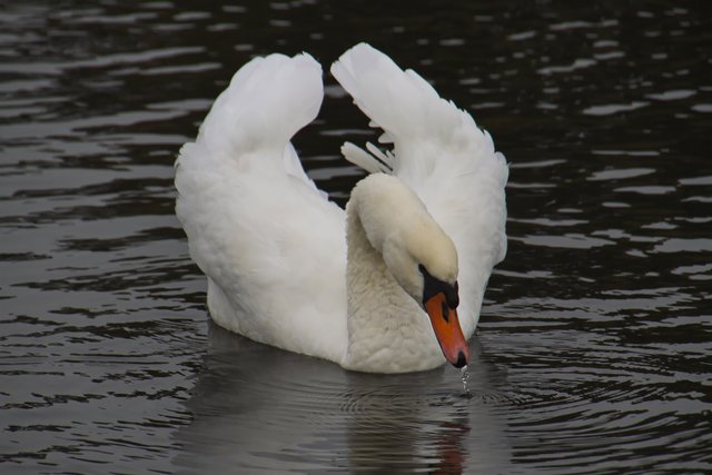 Der Schwan
