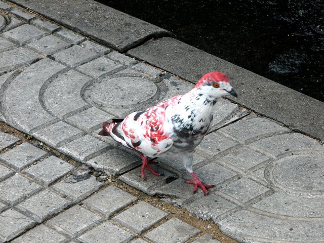 Die ganz besondere Taube ! Wer hat so etwas schon gesehen ?