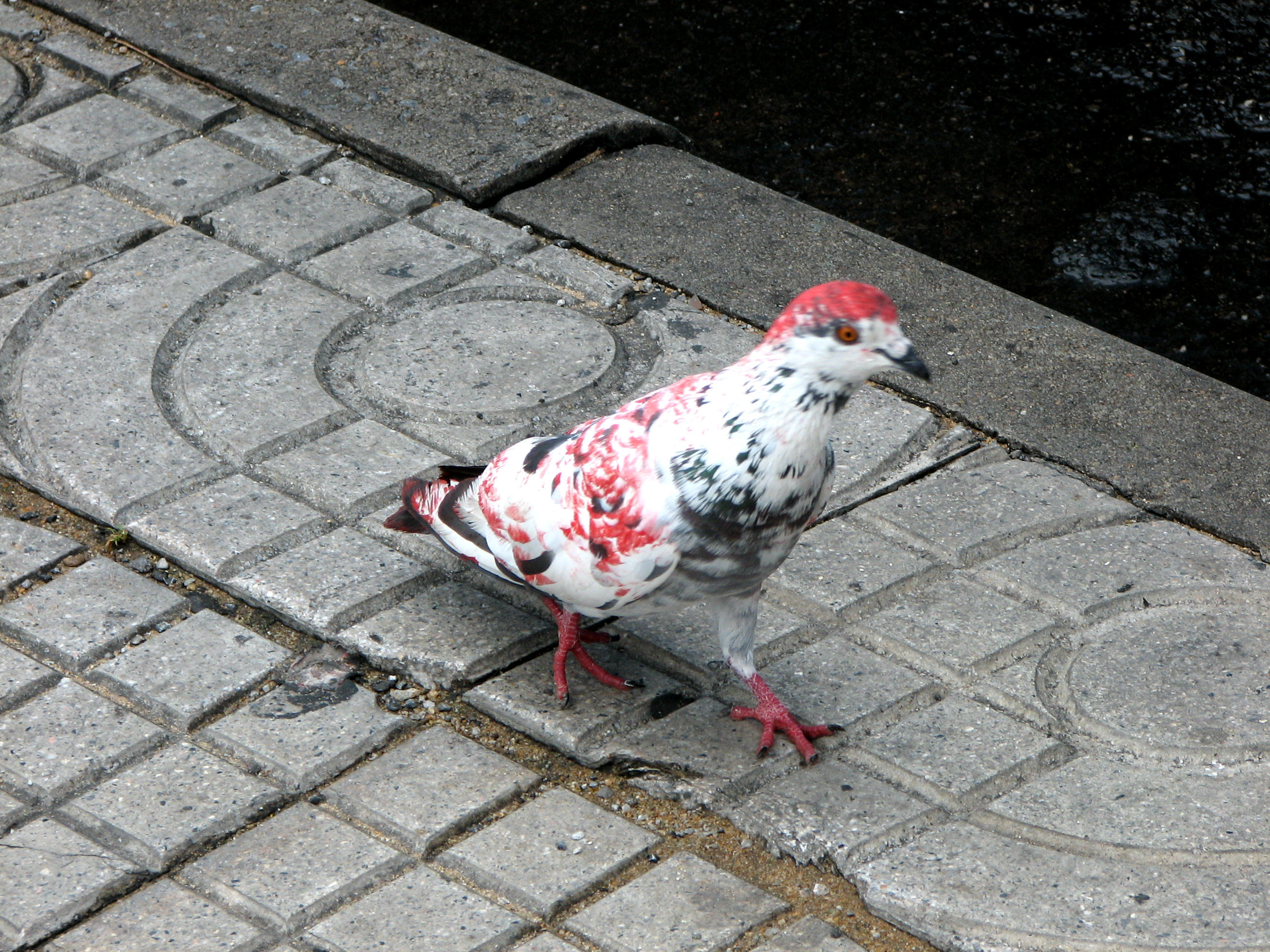 Die ganz besondere Taube ! Wer hat so etwas schon gesehen ?