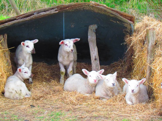 Frohe Ostern