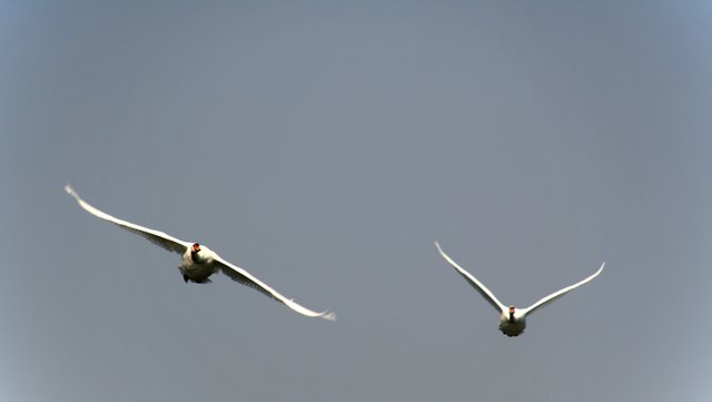 Höckerschwäne im Anflug