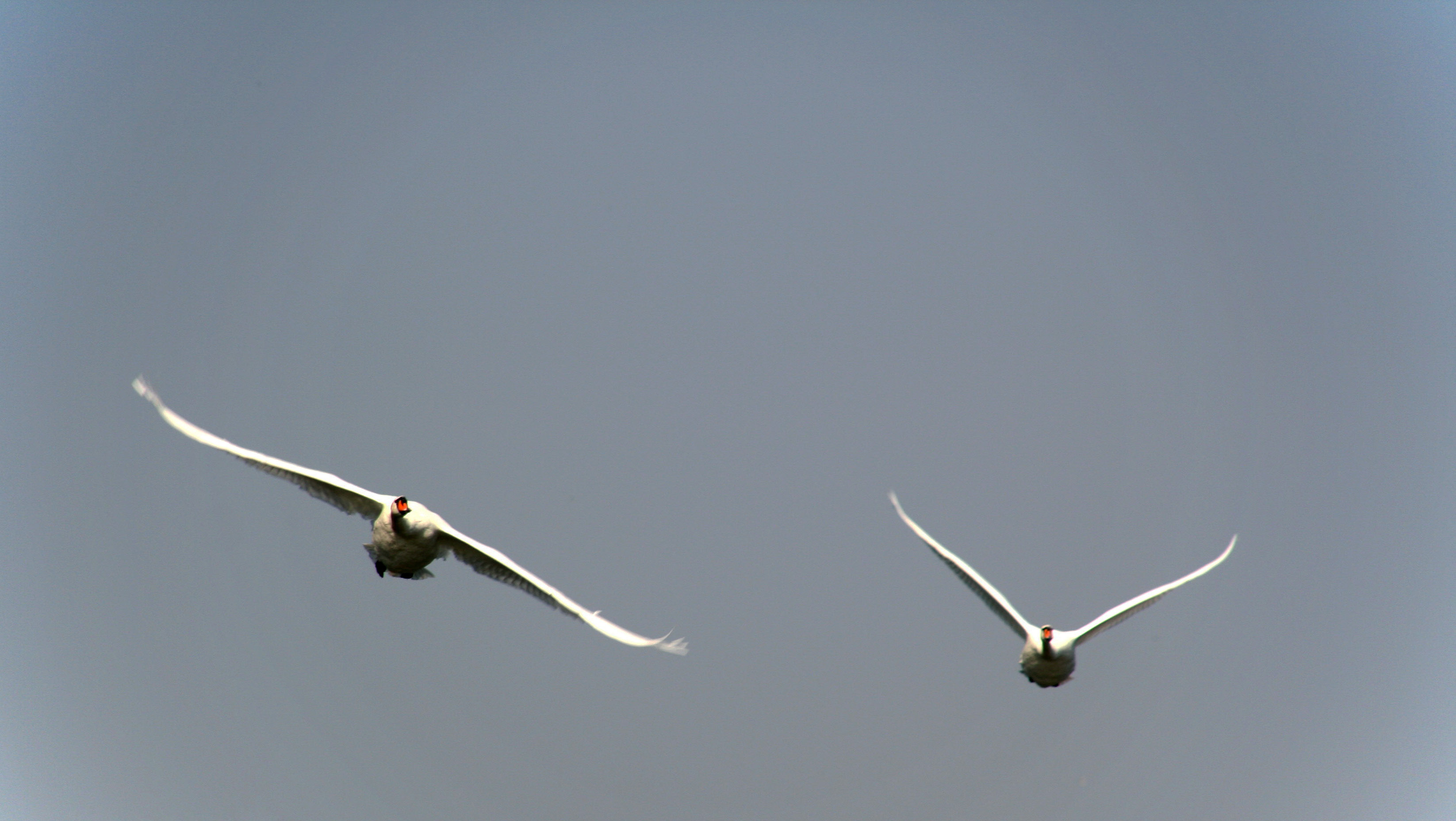 Höckerschwäne im Anflug