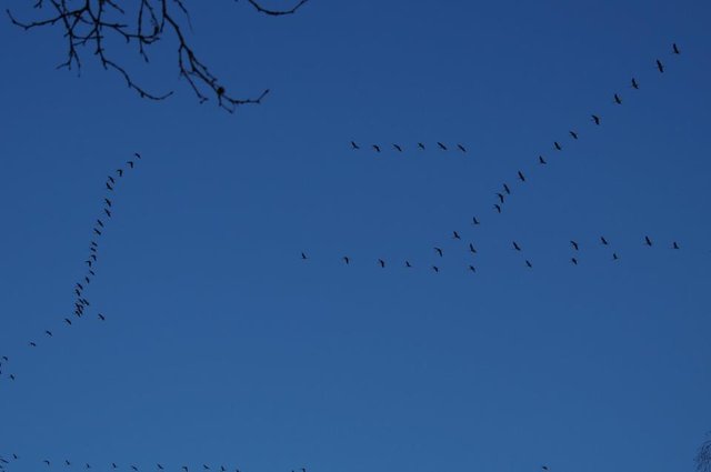 Der Frühling fliegt ein