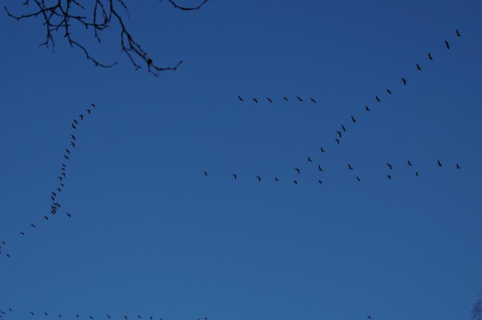 Der Frühling fliegt ein