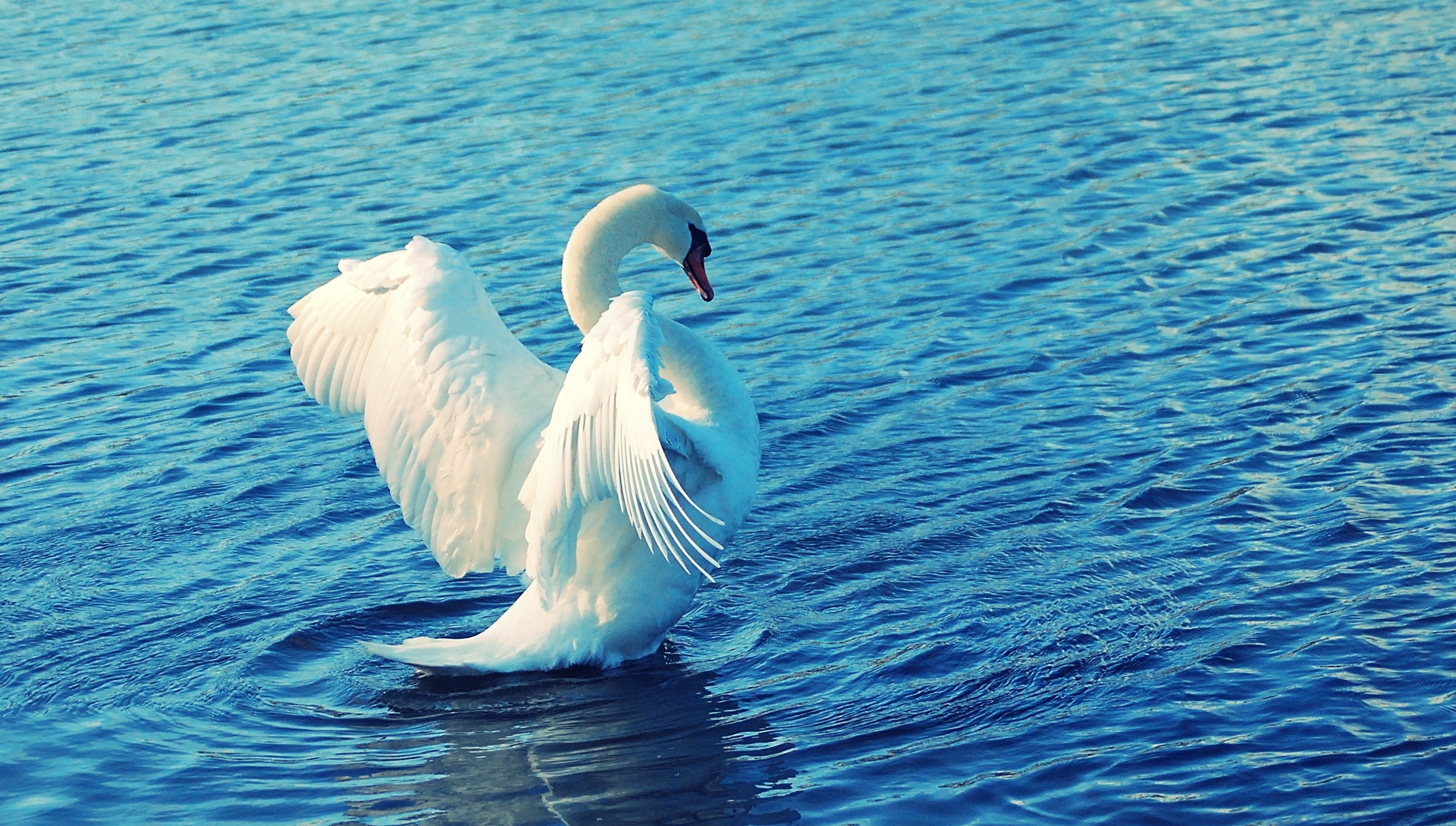 Schwan am See