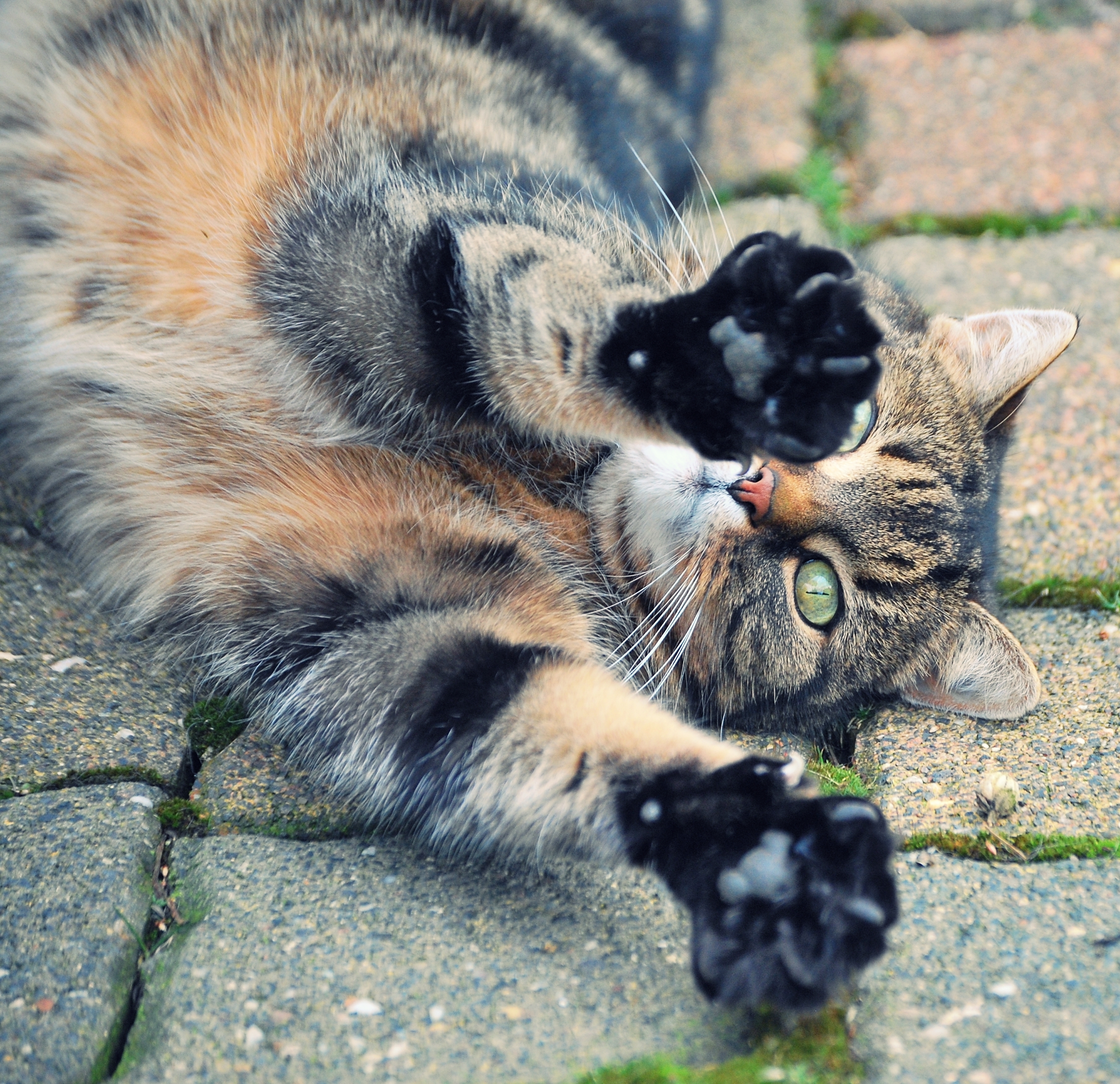 Kater3