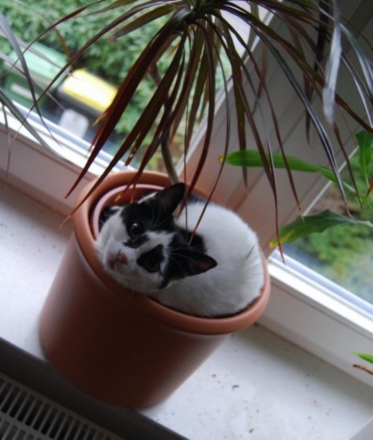 Pott-Katz