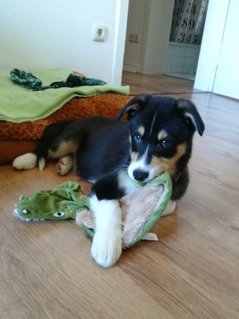 Balu gegen das Krokodil - ein ewiger Kampf!