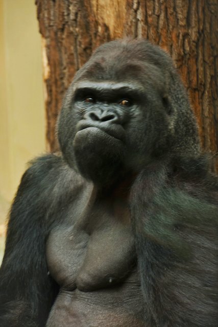 Der Gorilla ist Sauer