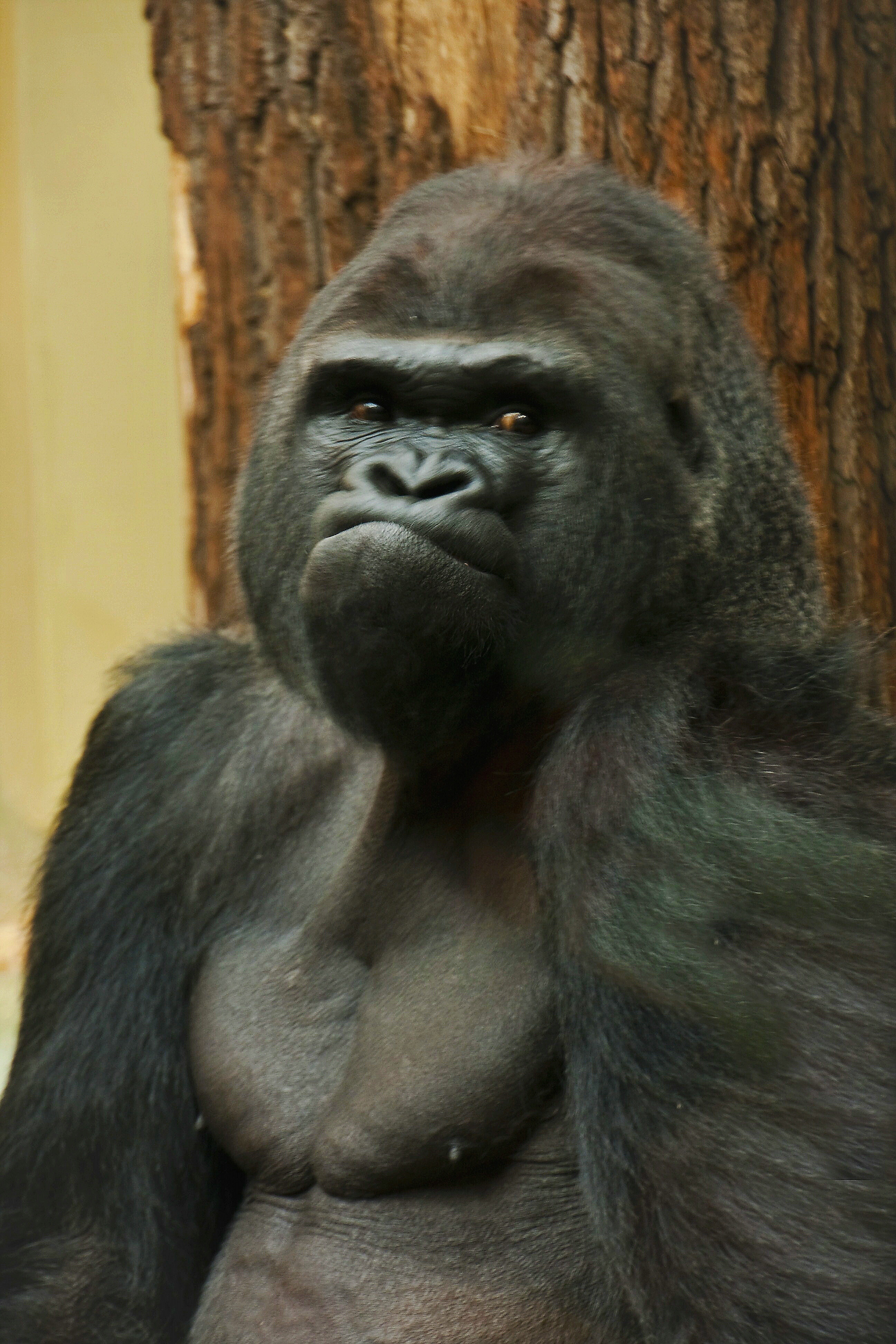 Der Gorilla ist Sauer