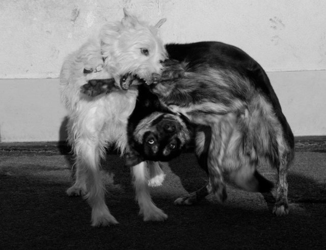 Hundetanz