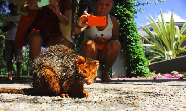 HALLO FREUNDE IM POTT, ICH BIN OTTO, DAS KLEINE OPOSSUM!