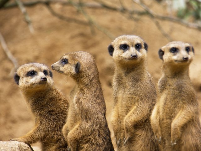 Fam.Erdmännchen
