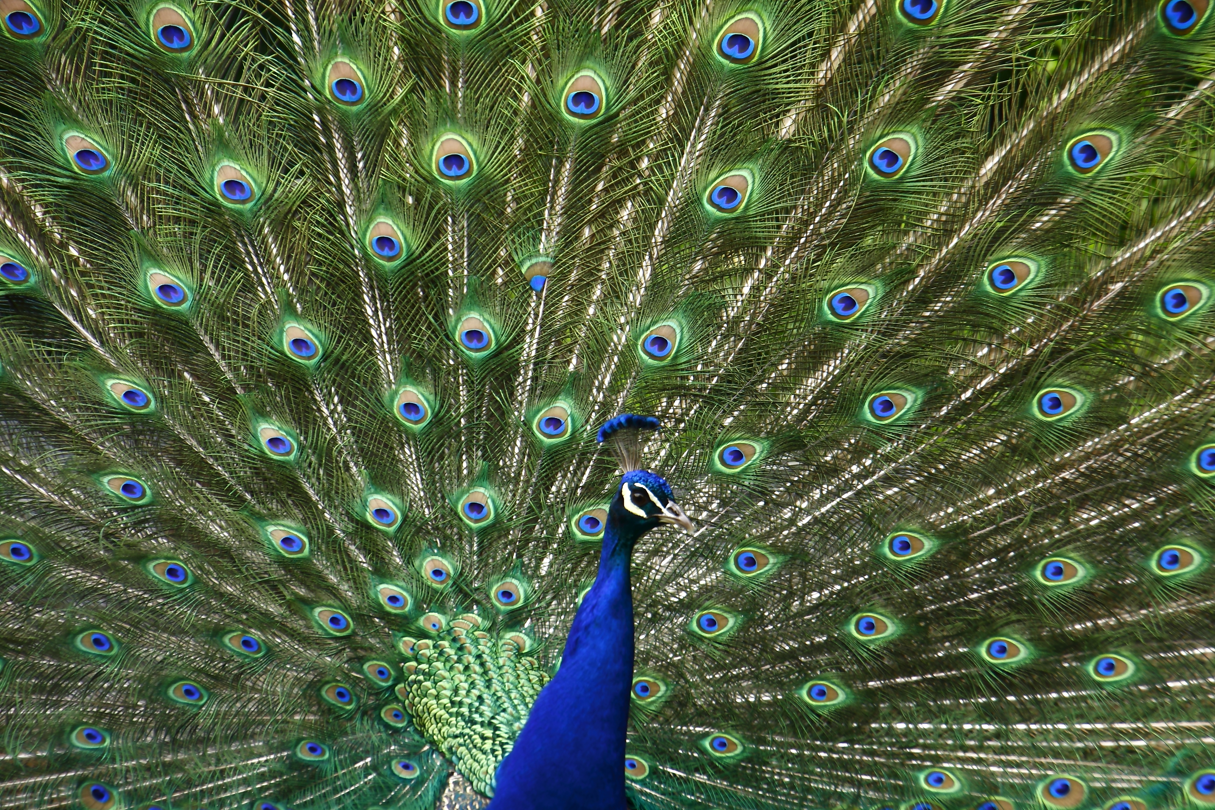 Pfau