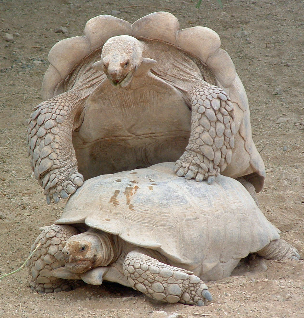 Im Zoo von Dubai