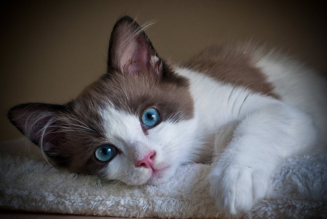 "Jack" Blue Eyes