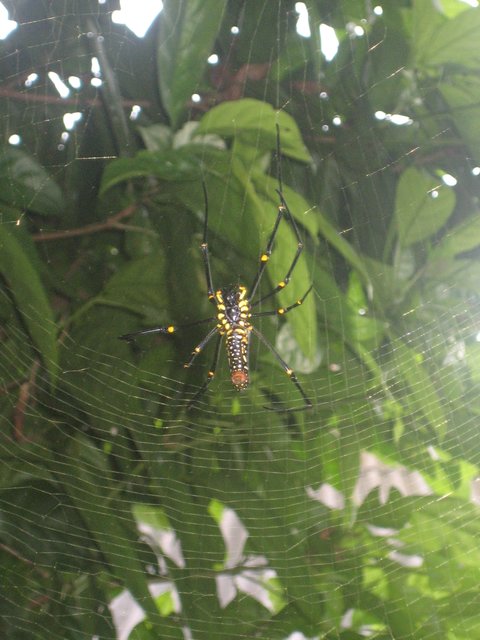 Riesenspinne