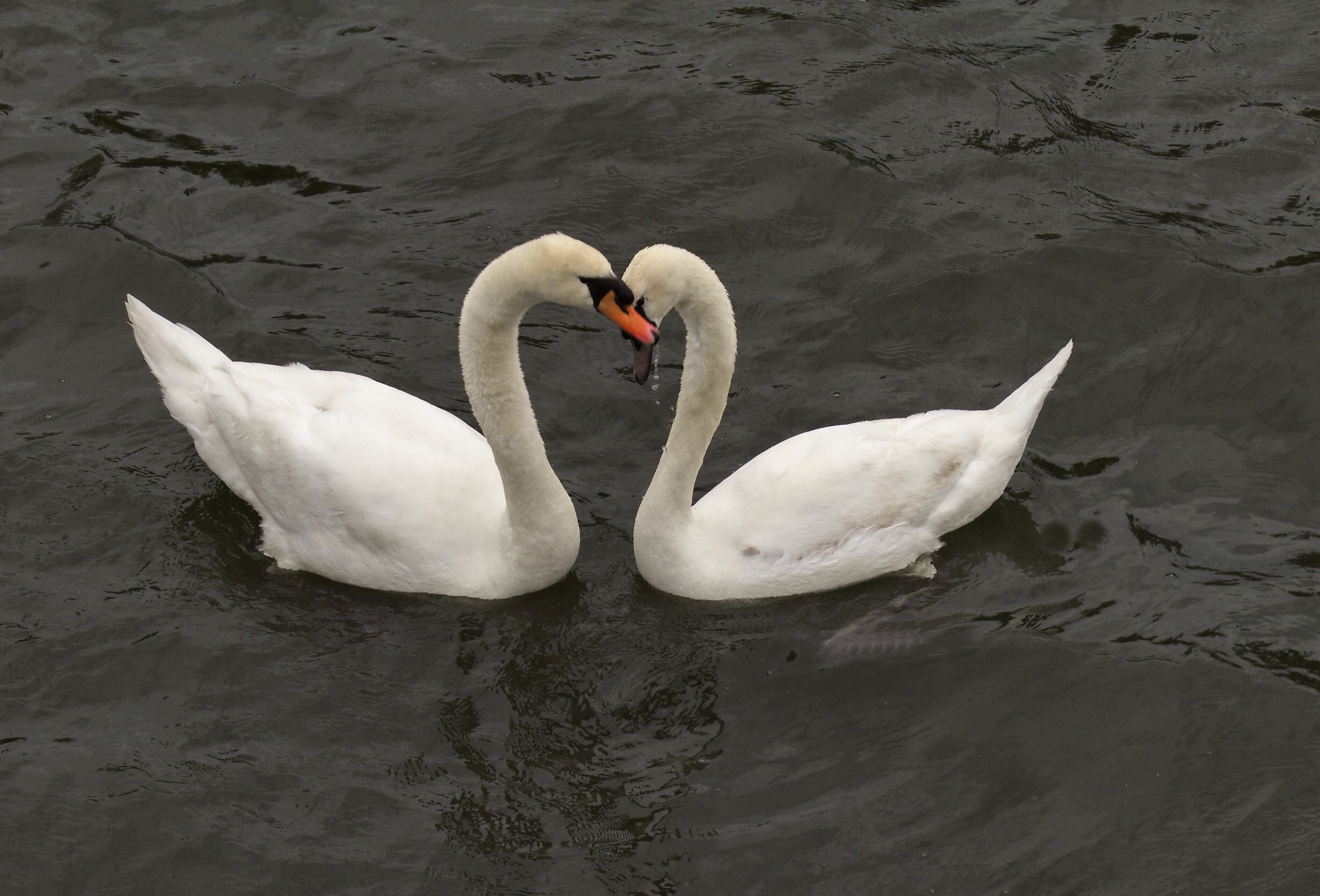 Liebe