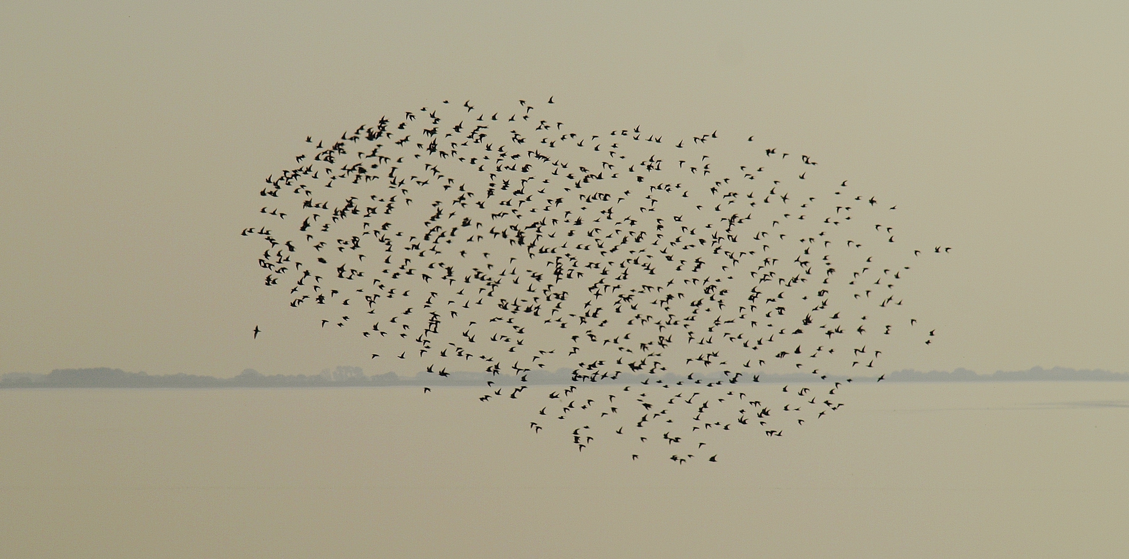 Vogelschwarm über dem Watt