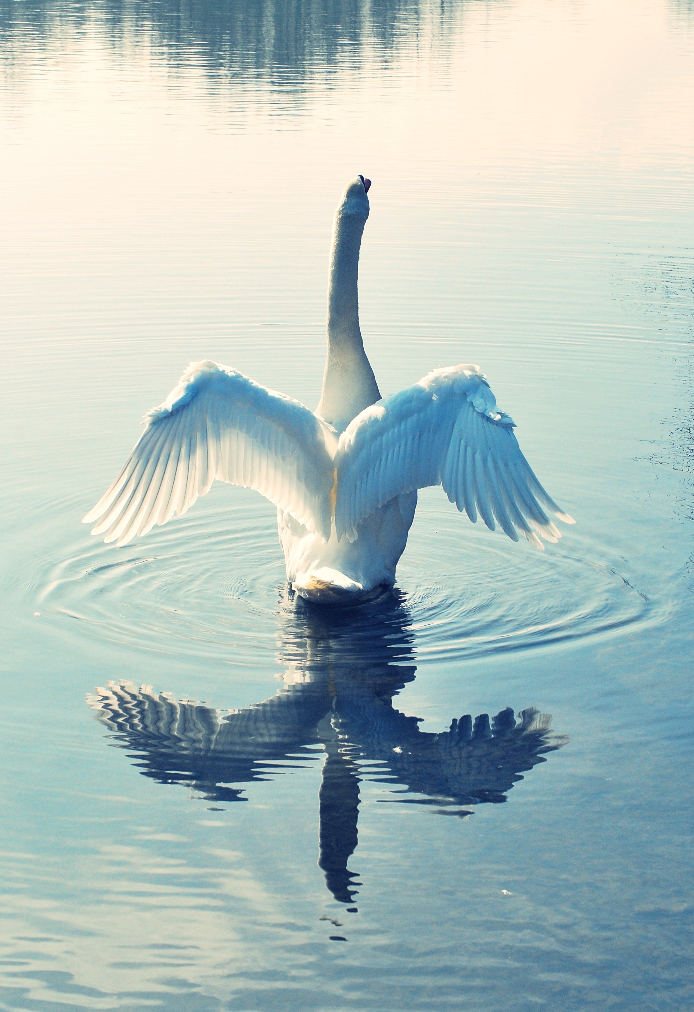 Schwan