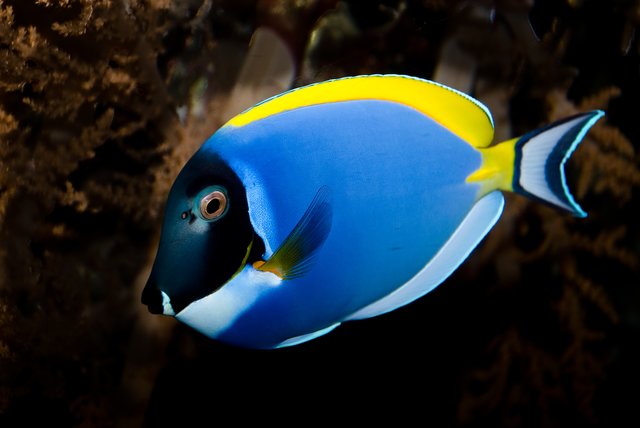 Wie ein Fisch im.....