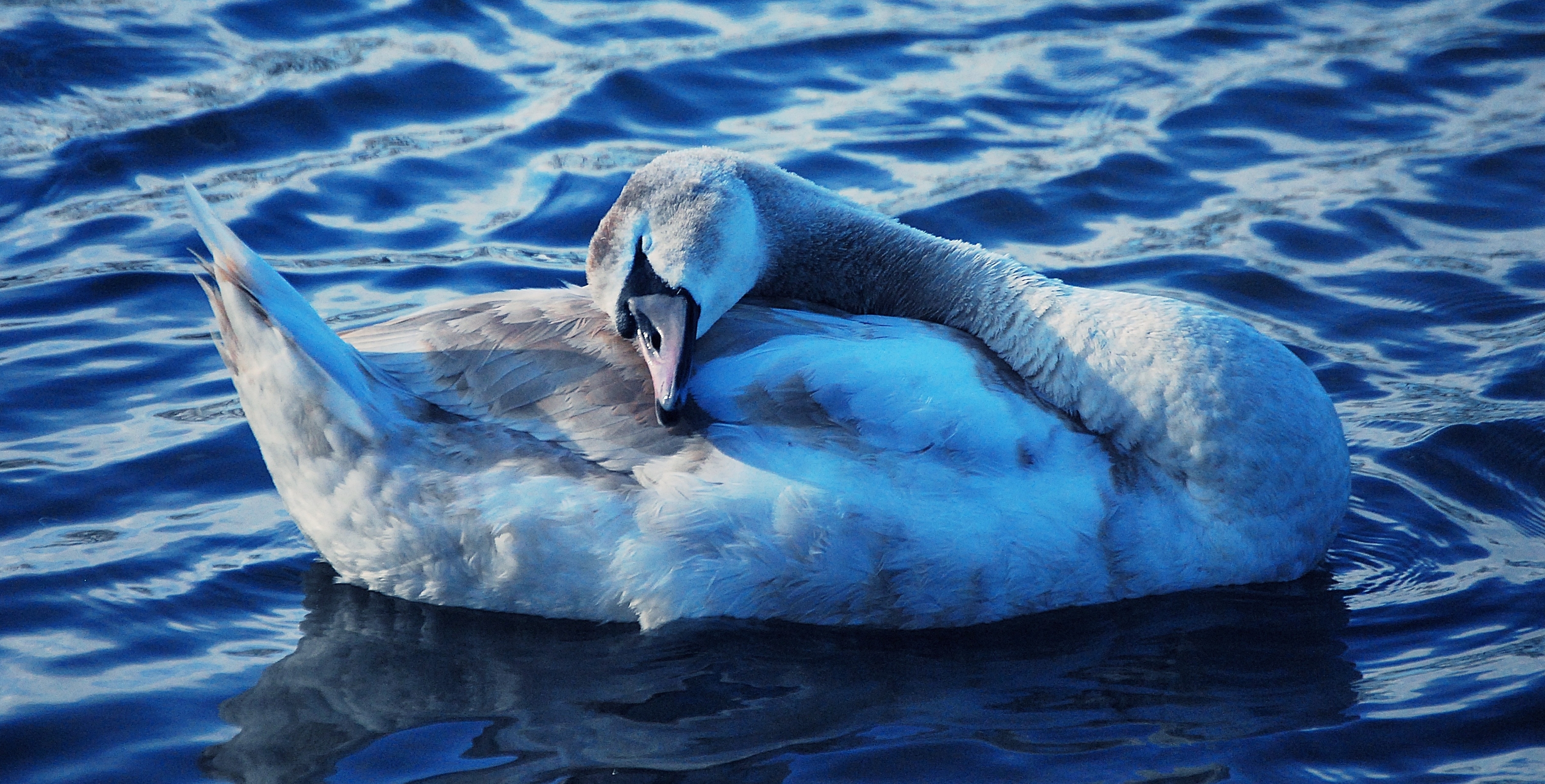 Kuschliger Schwan
