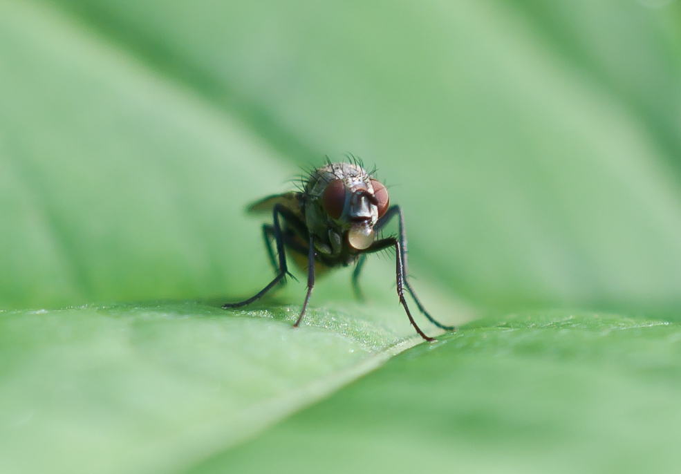 Bubblegum Fly