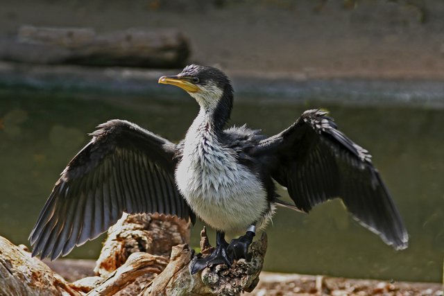 Komoran beim Trocknen