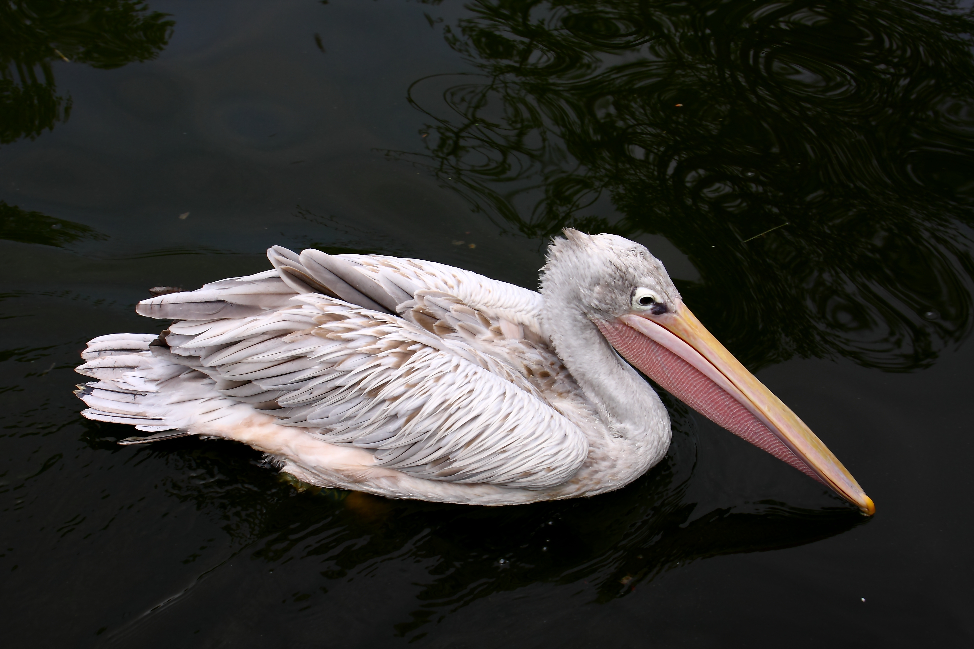 Pelikan