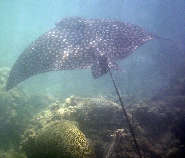 Adlerrochen nur 1 m vom Strand aufgenommen