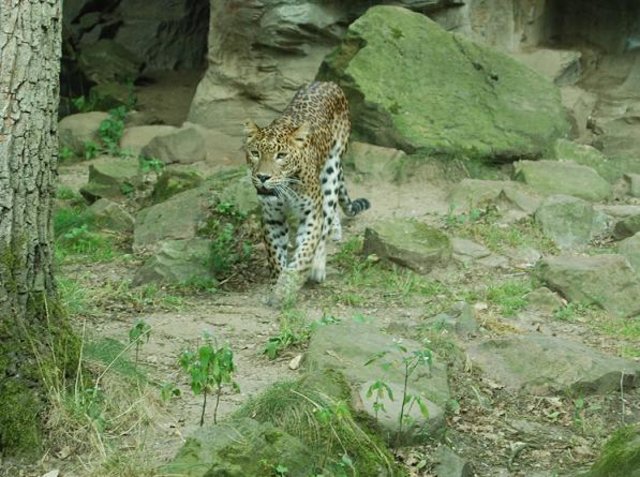 Leo