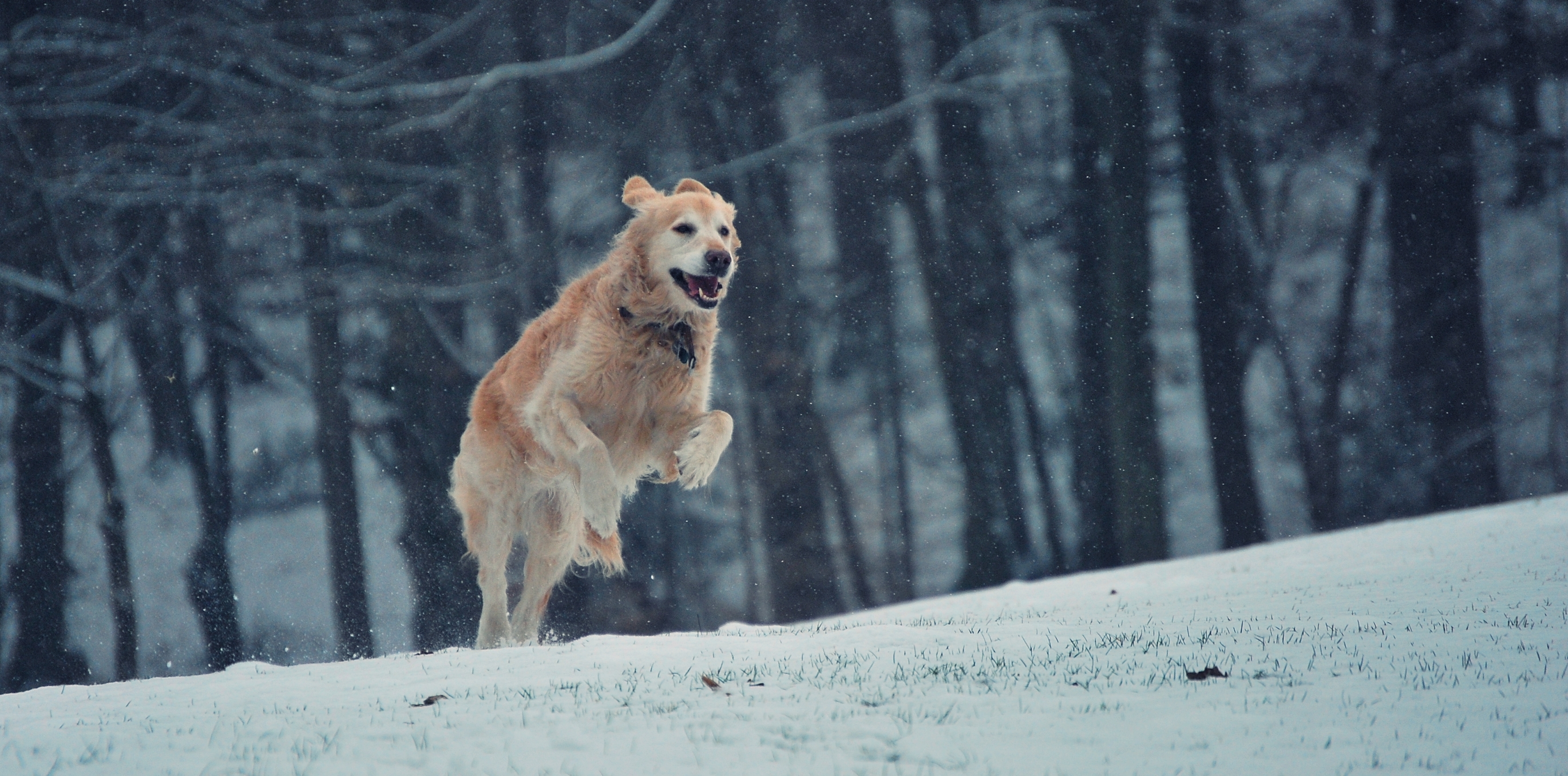 Hund im Sprung