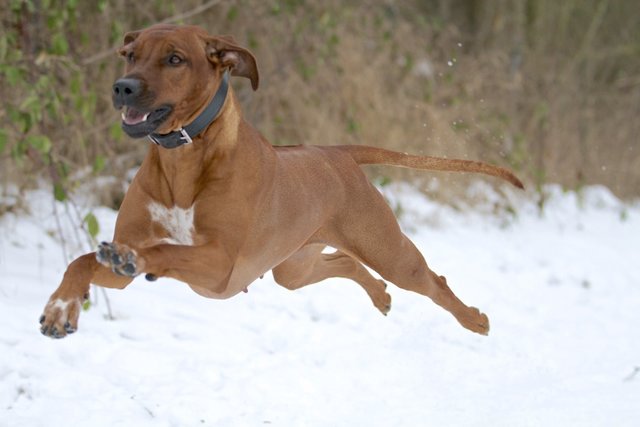 In Essen-Steele gibt´s Sie noch.......Fliegende Hunde